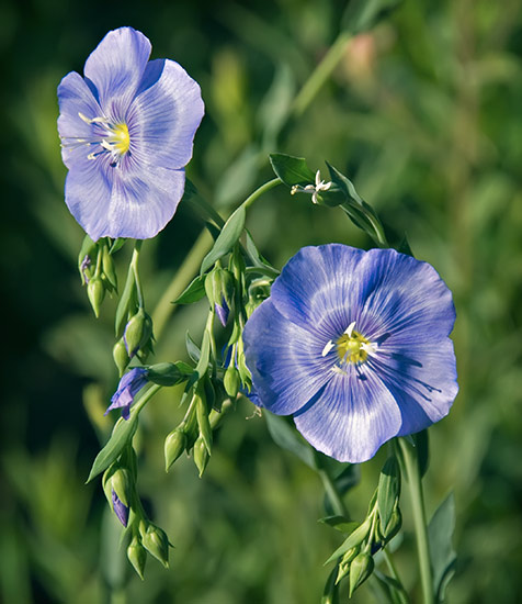 blue flax